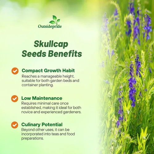 Miniatura 3 de Outsidepride Semillas Skullcap - 100 unidades. Semillas perennes, fáciles de cultivar y compactas, semillas de hierbas para plantar flores