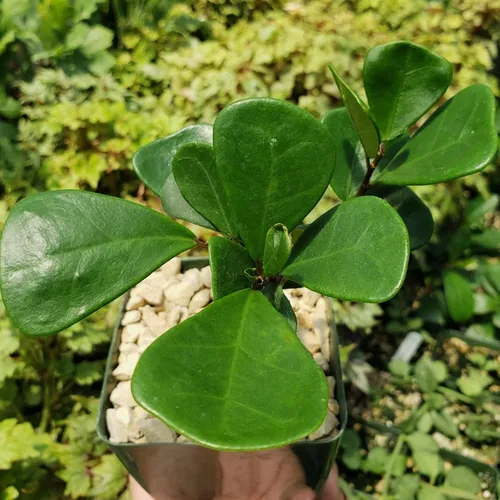 Miniatura 2 de Ficus triangularis