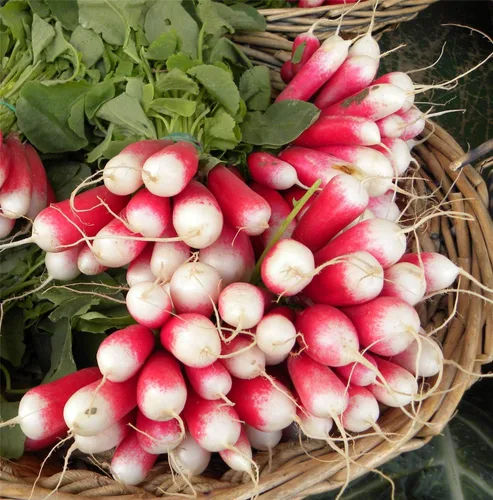 Miniatura 4 de Semillas de Rábano Francés Vegetal 18 Días Temprano Rojo Heirloom - 300 Semillas