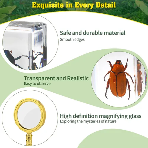 Miniatura 5 de Juego de 15 especímenes de resina de insectos reales, varios especímenes de insectos reales en resina para educación científica, biología