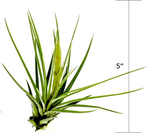 Miniatura 33 de ragnaroc Air Plants - Floración Tillandsia Bulbosa Belice, gigante de 7-9 pulgadas, 1 unidad, llegada en vivo garantizada, plantas