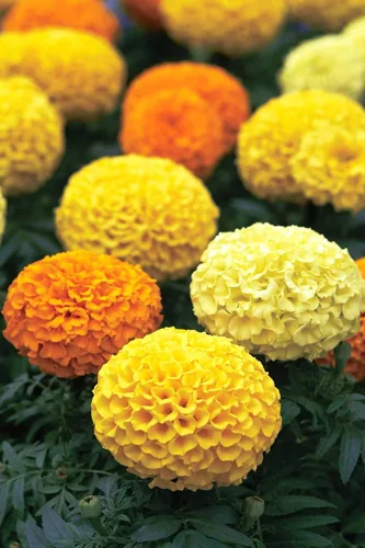 Semillas Caléndulas Cool Mix Tagetes Madjestic Flower Balcón Anual Jardín al aire libre Flores cortadas para plantar sin OMG
