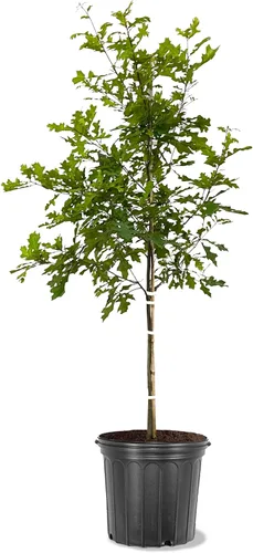 Miniatura 9 de American Plant Exchange Southern Live Oak Tree, maceta de 5 galones, 2-3 pies de alto, planta grande para jardín al aire libre, planta viva, árbol