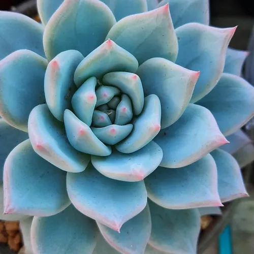 Echeveria Suculents Plantas vivas para cultivar, suculentas de Echeveria vivas, plantas de Echeveria vivas, suculentas de Echeveria viva, pájaro