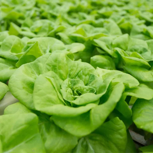 Miniatura 3 de Semillas de Lechuga (Buttercrunch) (2300 Semillas)