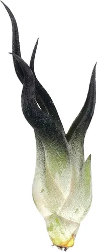 Caput Medusae de colores, planta de aire vivo, llegada saludable garantizada, gran planta de aire interior, decoración del hogar y regalo, Negro