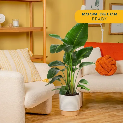 Miniatura 2 de Costa Farms White Bird of Paradise - Planta viva en maceta decorativa, planta de interior grande, perfecta para decoración del hogar, habitación u