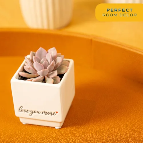 Miniatura 2 de Costa Farms Mini suculentas vivas, planta de interior Echeveria, hermosas plantas de interior vivas en bonitas macetas de piedra de decoración, gran