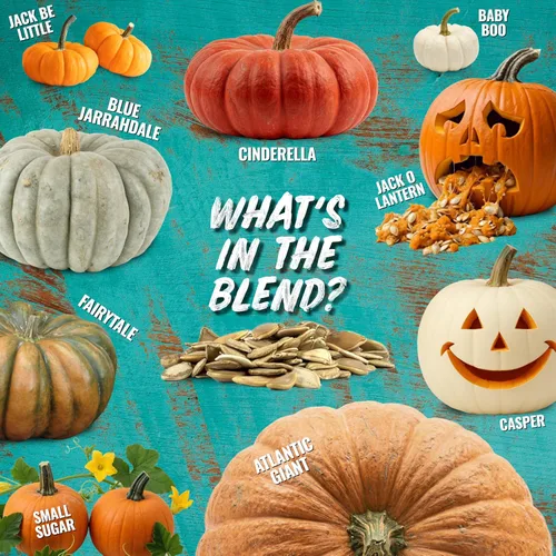 Miniatura 8 de Seed Needs Semillas de calabaza para plantar mezcla espeluznante especial Más de 10 variedades premium Lumina White, Baby Boo, Blue Jarrahdale