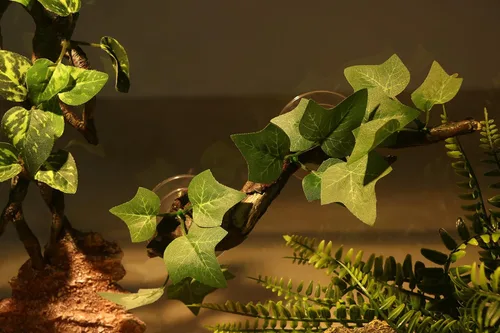 Miniatura 7 de AQUA KT Rama de Esquina de Terrario de Reptiles con Planta Decorativa y Ventosa para Anfibios, Lagartos y Serpientes Trepadoras Rama de escalada