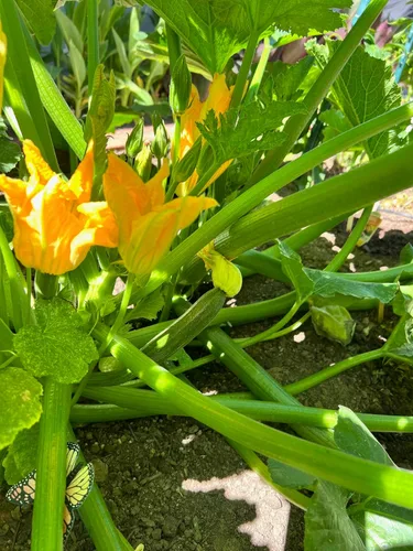 Miniatura 4 de Plant Good Seed Semillas de calabacín orgánicas Black Beauty, paquete de 20, semillas tradicionales para plantar verduras, suministros