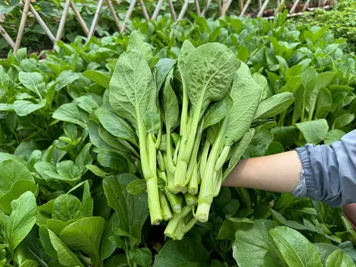 4000 semillas de Choy Sum de alta calidad – Cải Ngồng – Yu Choy – Semillas de col china en flor – Sin OMG, reliquia, tasa de germinación del 99%,