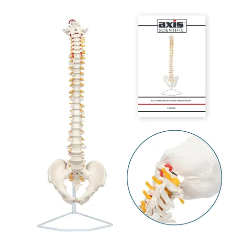 Axis Scientific - Columna vertebral flexible de tamaño natural con pelvis masculina, nervios y arterias espinales, incluye soporte de metal y