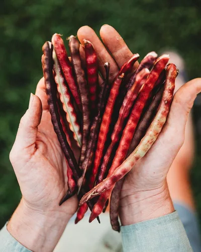 Miniatura 6 de Top Pick - Guisante marrón Crowder - 4 onzas a granel (~ 640 semillas) – Variedad de reliquia y polinizada abierta, cultivadas en Estados Unidos
