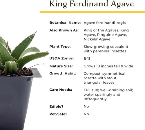 Miniatura 9 de 2 agave King Ferdinand en cubos de vivero de 2.5 pulgadas (Agave ferdinandi-Regis) Suculenta de hoja perenne para xeriscaping, jardines de rocas