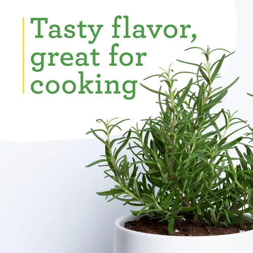Miniatura 4 de Bonnie Plants Planta aromática comestible de hierbas aromáticas de romero vivo, paquete de 4, perenne en las zonas 8 a 10, ideal para cocinar y asar