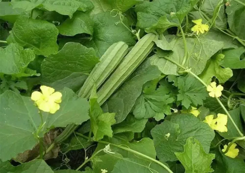 Miniatura 4 de Más de 30 Semillas de Luffa y Calabaza Lisas de Luffa de Ángulo Largo, Semillas de Frutas Vegetales Comestibles Tropicales Jardín Asiático Luffa