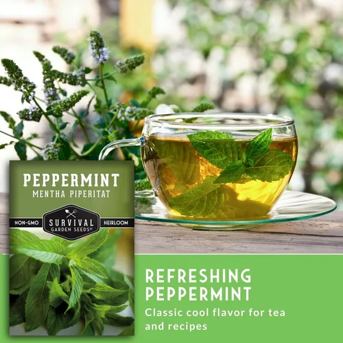 Miniatura 6 de Survival Garden Seeds - Semillas de menta para plantar - Mentha Piperita 3 paquetes con instrucciones para plantar y cultivar deliciosa menta en tu