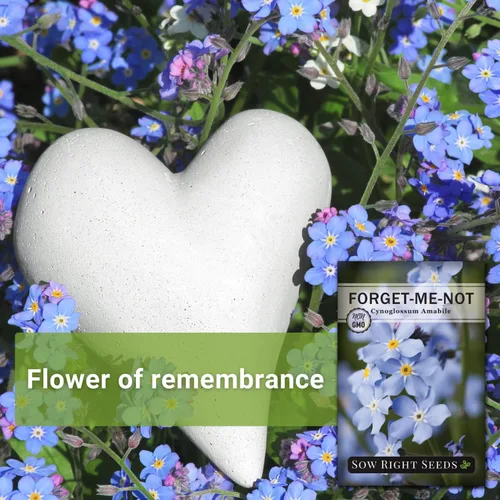 Miniatura 3 de Sow Right Seeds - Semillas Forget-Me-Not para plantar - Variedad de reliquia sin OMG - Memorial para la celebración de la vida - Cultiva flores