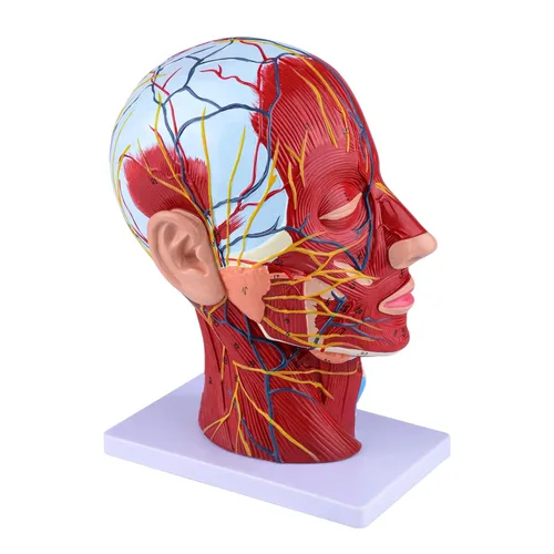 Miniatura 2 de Ultrassist Modelo anatómico humano de media cabeza con detalles neurovasculares y musculares superficiales, cabeza de Asaro y anatomía cerebral