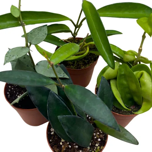 Miniatura 5 de BubbleBlooms Hoya Surtido variado de 2 pulgadas, juego de 4 Grower's Choice Live Potted Premium Collection