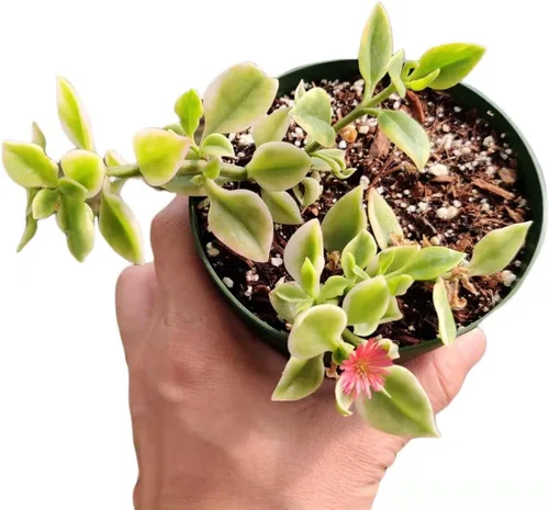 Miniatura 2 de Plantas de cactus suculentas vivas de USKC (maceta de 4 pulgadas) (Aptenia Cordifolia Variegata)