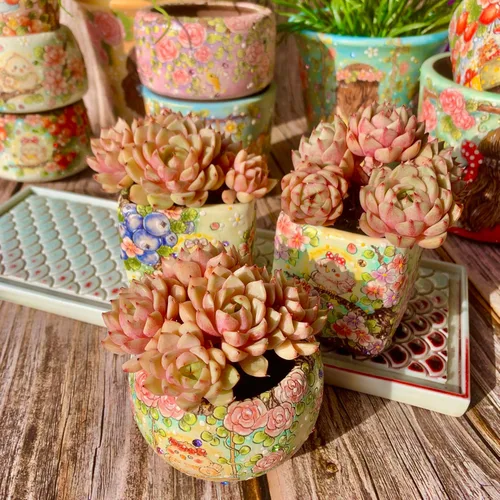 Miniatura 10 de Echeveria agavoides Romeo - Kit de suculentas, con maceta de plástico, 1 cabeza de 2 pulgadas, planta viva de 2 pulgadas, suelo comprimido y guía