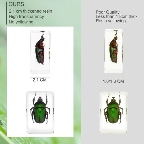 Miniatura 6 de 12 piezas de espécimen de insecto en resina, kit de colección de bichos reales para niños, juguete de taxidermia, clase de ciencias, educación