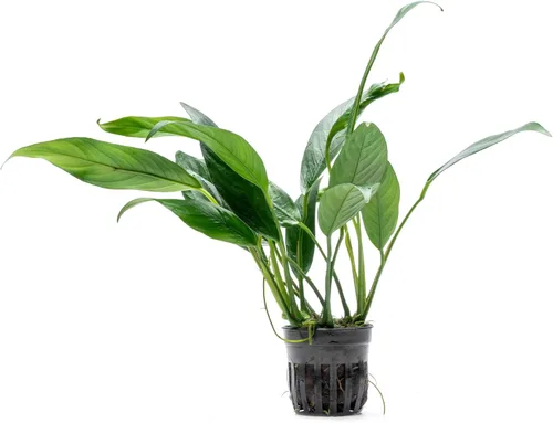 Miniatura 45 de SubstrateSource Plantas vivas – Anubias Hastifolia (Anubias hastifolia) – Luz baja a moderada, hojas en forma de flecha de color verde medio a