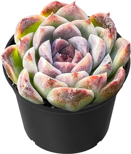 Miniatura 14 de Sprout N Green Echeveria 'Snow Angel', suculenta viva totalmente enraizada en maceta de 2 pulgadas, planta de casa para el hogar, oficina, boda