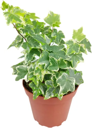 Miniatura 8 de Aloe Vera (9-13 pulgadas de alto en maceta de cultivo de 4 pulgadas) – Planta de interior purificadora de aire y viva saludable – Planta