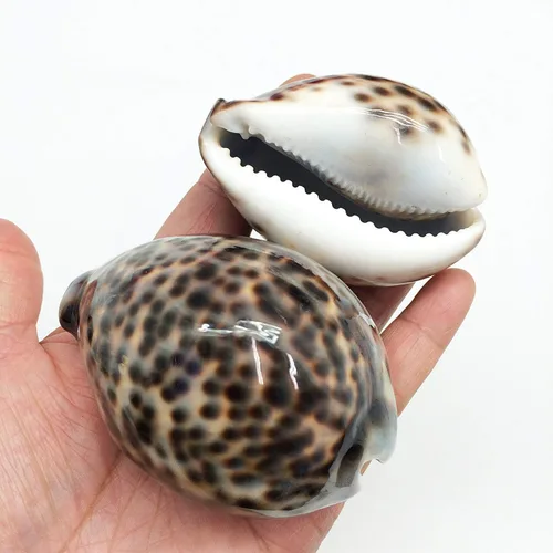 Miniatura 2 de PEPPERLONELY 5 conchas marinas de tigre cowrie pulidas, 2-1/2 pulgadas ~ 3-1/4 pulgadas 1#. Tiger Cowrie Shells 2-1/2 pulgadas ~ 3-1/4 pulgadas