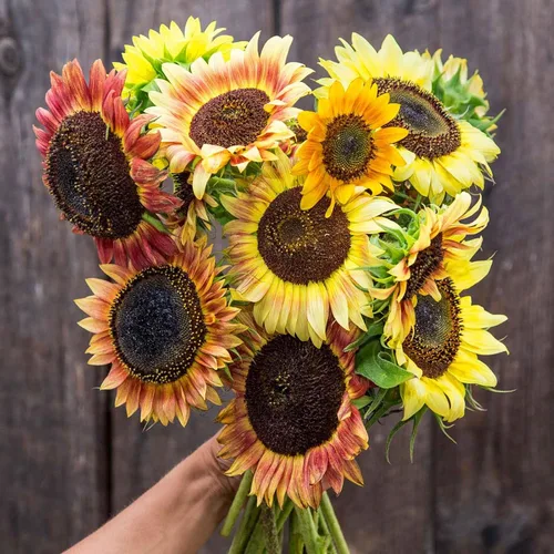Miniatura 53 de Eden Brothers Semillas de girasol - Autumn Beauty
