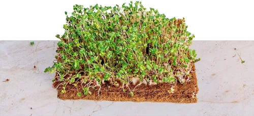 Miniatura 2 de Envelor Tapete de cultivo de fibra de coco para microverdes de 10 x 20 pulgadas, forro de semillas de coco para bandejas de cultivo, cestas