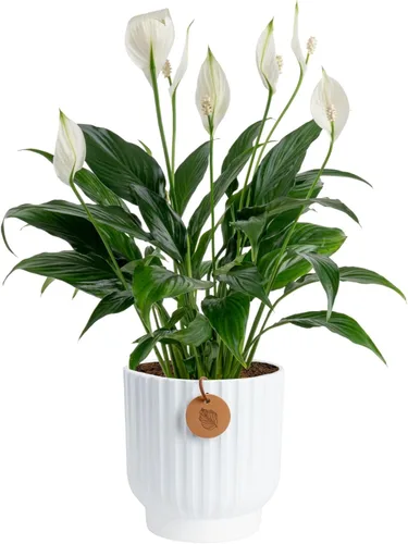 Costa Farms Peace Lily - Planta viva en maceta decorativa, planta de interior purificadora de aire, perfecta para decoración del hogar, habitación u