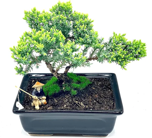 Miniatura 3 de Árbol bonsái de enebro enano vivo de aproximadamente 6 años con lindo pescador de cerámica Árbol bonsái de enebro Para interiores/exteriores