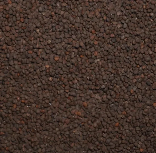 Miniatura 2 de Belladonna Seeds (Atropa Belladonna) Más de 30 semillas de flores raras en cápsulas de semillas congeladas para el jardinero y coleccionista