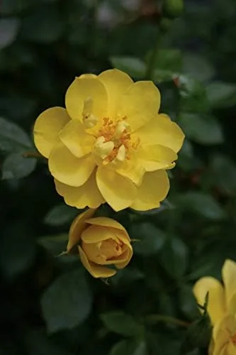 Miniatura 5 de Ganadores probados - Rosa OSO EASY Lemon Zest (Rosa) Rosa, flores amarillas, #2 - Contenedor