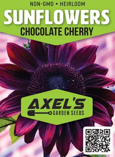 Miniatura 2 de Semillas de girasol para plantar – Planta y cultivar girasoles de cereza de chocolate en casa al aire libre – Instrucciones de plantación