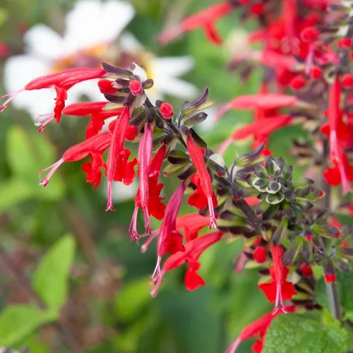 Miniatura 7 de Seed Needs, semillas de salvia roja escarlata - 800 semillas de variedad antigua para plantar Salvia coccinea - Flor silvestre perenne para un