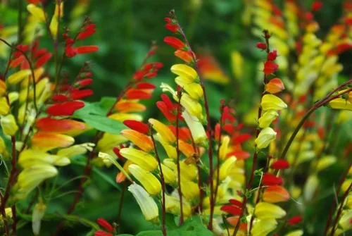 Miniatura 3 de Semillas Firecracker Vine - Mina Lobata Quamoclit - Flores anuales para plantar - Sin OMG