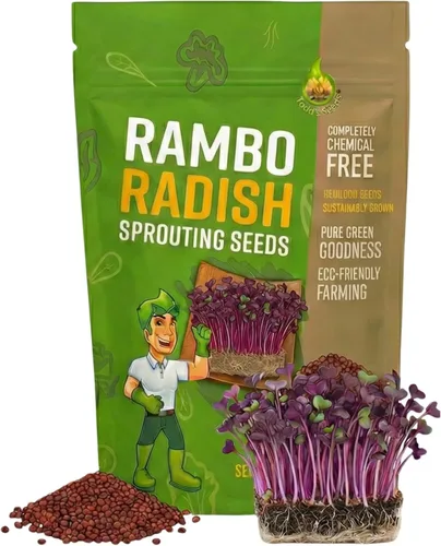 Miniatura 7 de Todd's Seeds Semillas de germinación de rábano Rambo, 1 libra, sin OMG Llamativos brotes rojos/morados. Listo en 5 días. Alto en vitaminas