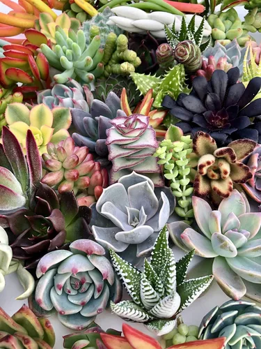 Miniatura 7 de 10 esquejes surtidos de suculentas vivas, no hay 2 suculentas iguales, ideal para terrarios, mini jardines y como plantas de inicio por The