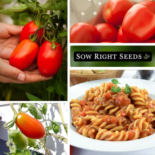 Miniatura 4 de Sow Right Seeds - Semillas de tomate Amish Paste para plantar - Herencia sin OMG para jardín exterior/interior - Tomates de alto rendimiento - Ideal