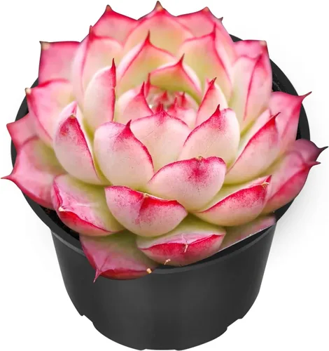 Miniatura 10 de Sprout N Green Echeveria 'Pink Tips', Mini planta suculenta viva totalmente arraigada en maceta de 2 pulgadas, planta de interior para interiores