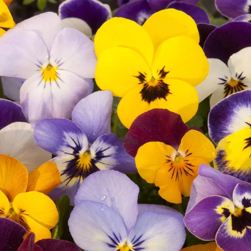 Miniatura 7 de Outsidepride Velvet Mix Viola - Semillas de pensamiento para plantar, 1000 unidades. Flores bienales, resistentes al frío y aptas para polinizadores