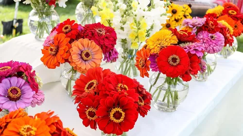 Miniatura 6 de 250 semillas de zinnia de California Giants para plantar, semillas de flores de primera calidad cultivadas en Estados Unidos sin OMG cultivadas