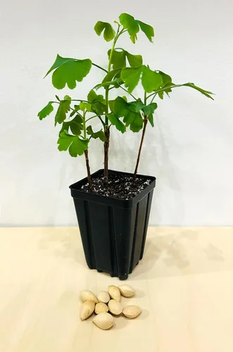 Árbol de ginkgo - Maceta de 3 plantas de inicio. Gingko biloba. 6" - 9"
