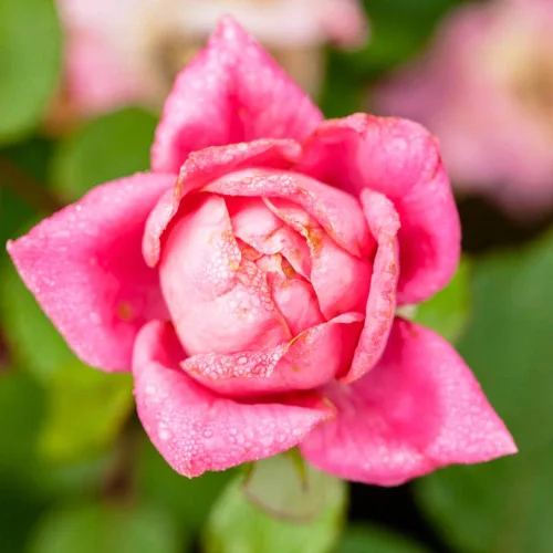 Miniatura 3 de Doble Rosa Ko 1 Galón