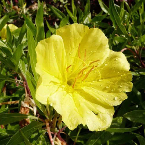 Miniatura 3 de 200 semillas de onagra común enana cubierta de suelo y césped, hermosa flor para maceta, jardín